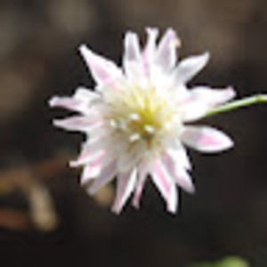 Meet your Posher, Jaiden